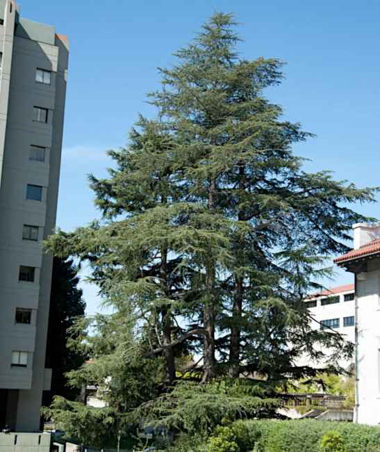 Κέδρος Ντεοντάρα Φυτεμένος σε Ελεύθερο Χώρο Πολυκατοικιών